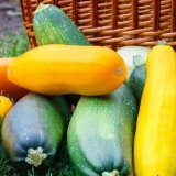 Zašto tikvice rastu nepravilnog oblika: šta raditi, fotografija, kako hraniti